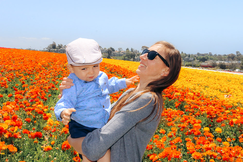 Visit Flower Fields in Carlsbad - Roads and Destinations