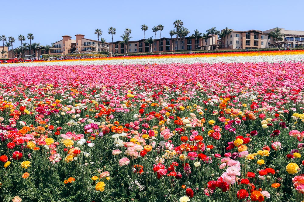 Visit Flower Fields in Carlsbad - Roads and Destinations