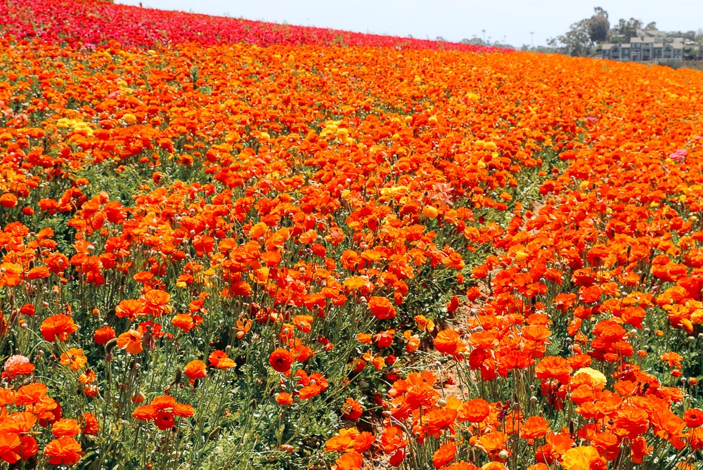 Visit Flower Fields in Carlsbad - Roads and Destinations