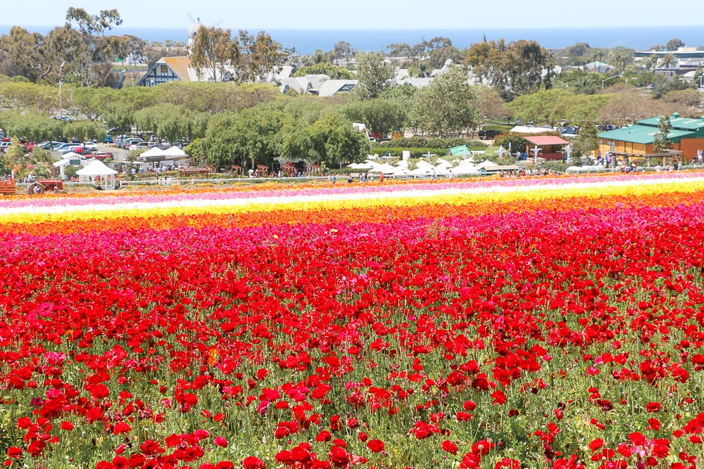 Visit Flower Fields in Carlsbad -- Roads and Destinations