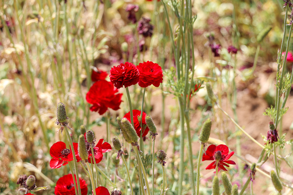 Bloom in California - Roads and Destinations