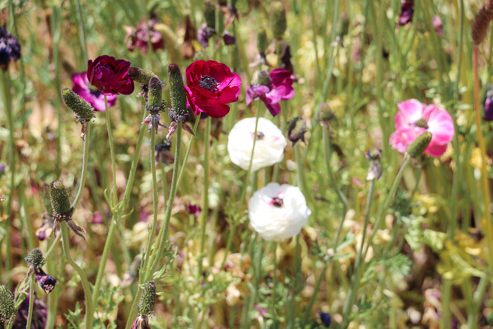 Bloom in California - Roads and Destinations