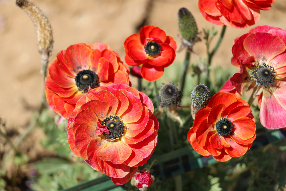 Visit Flower Fields in Carlsbad - Roads and Destinations