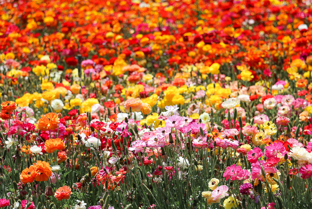 Visit Flower Fields in Carlsbad - Roads and Destinations