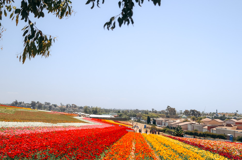 Visit Flower Fields in Carlsbad - Roads and Destinations