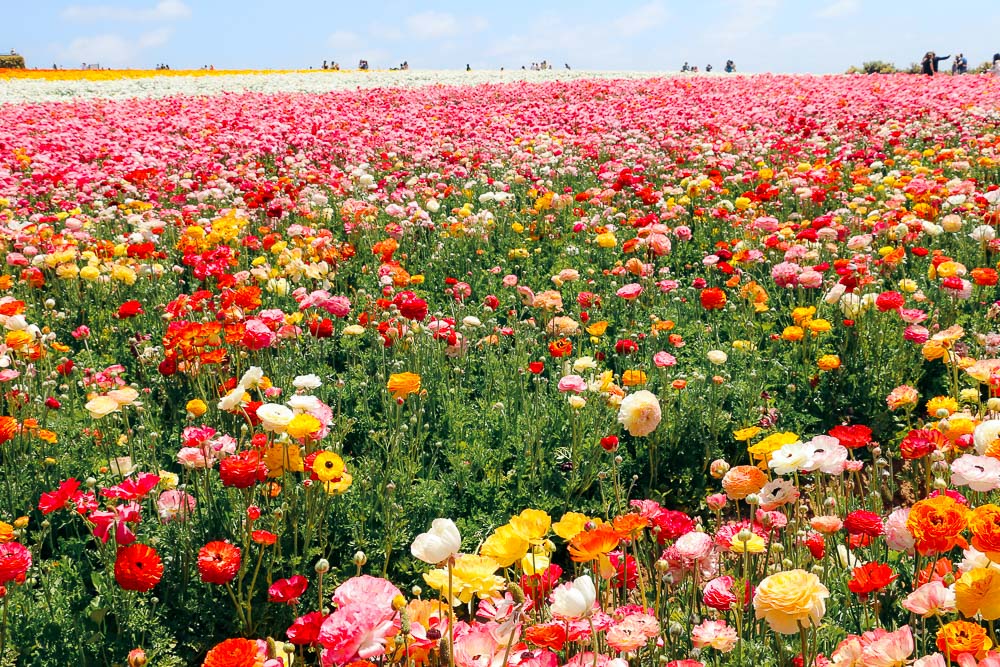 Visit Flower Fields in Carlsbad -- Roads and Destinations