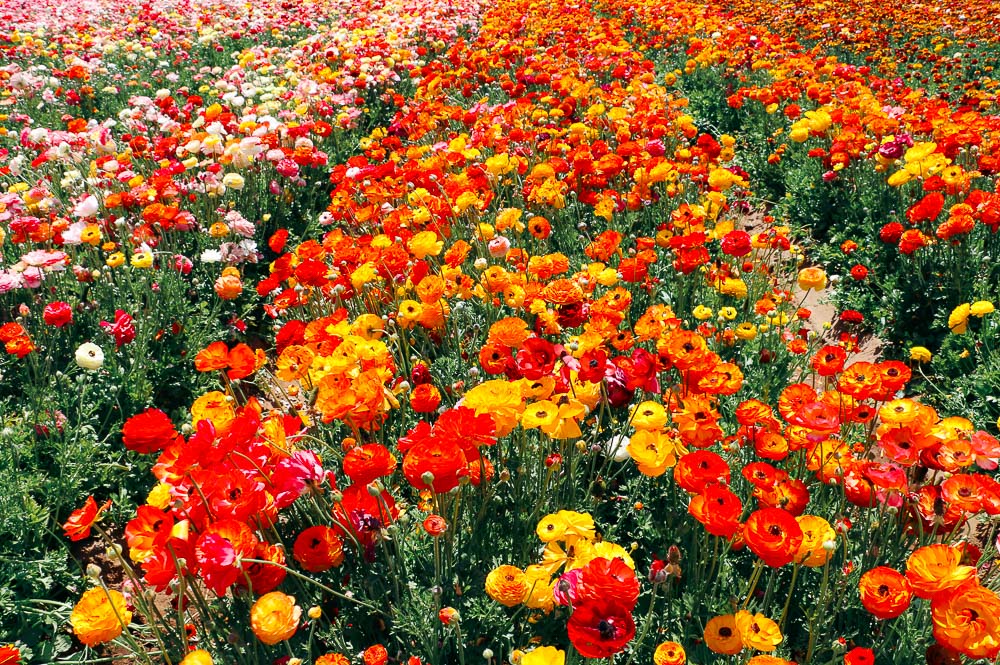 Visit Flower Fields in Carlsbad - Roads and Destinations