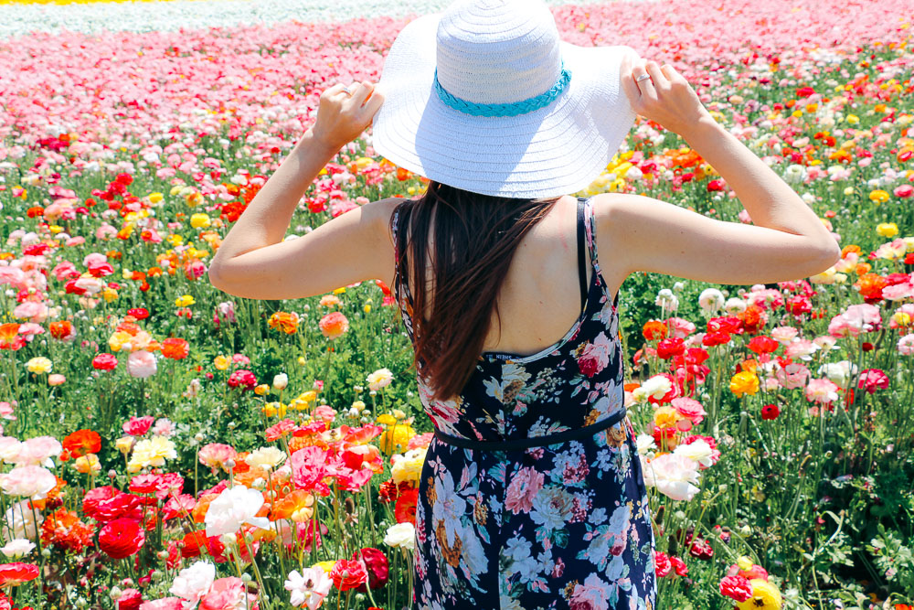 Visit Flower Fields in Carlsbad - Roads and Destinations