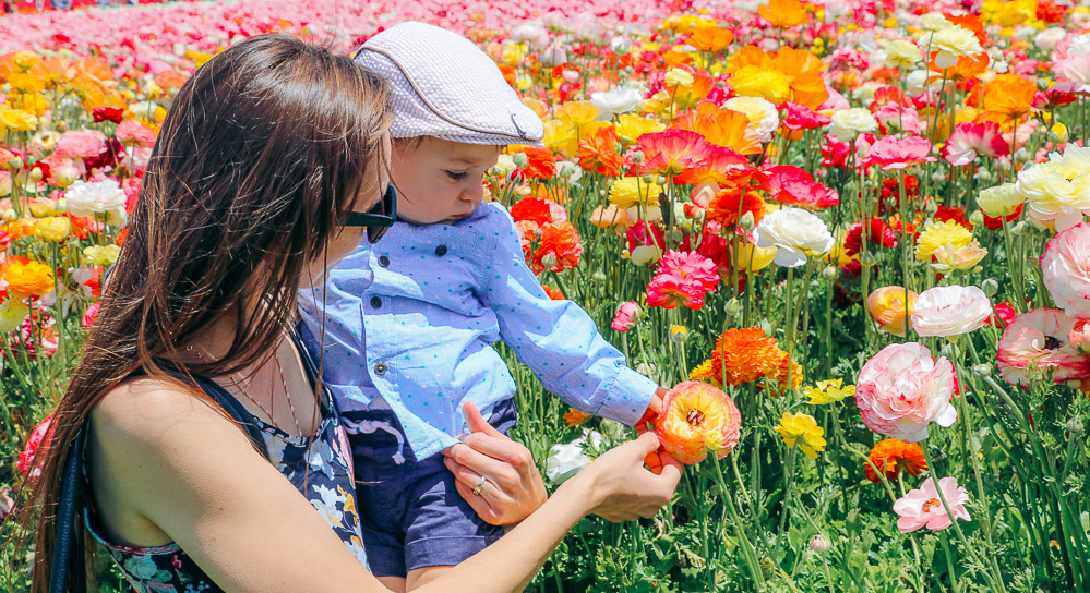 Visit Flower Fields in Carlsbad - Roads and Destinations