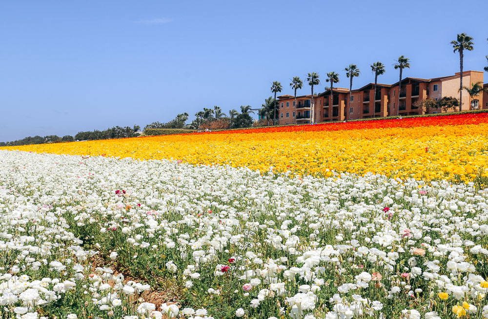 Visit Flower Fields in Carlsbad - Roads and Destinations