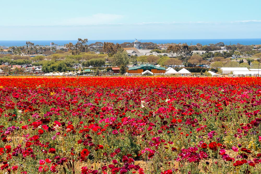 Bloom in San Diego County - Roads and Destinations