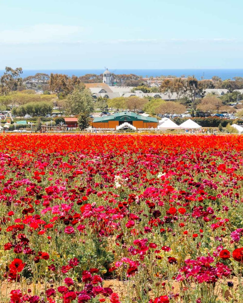 It’s Time to Visit The Flower Fields in Carlsbad (Visit with Kids
