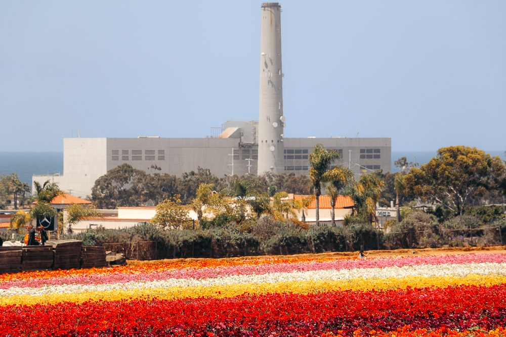 Visit Flower Fields in Carlsbad - Roads and Destinations