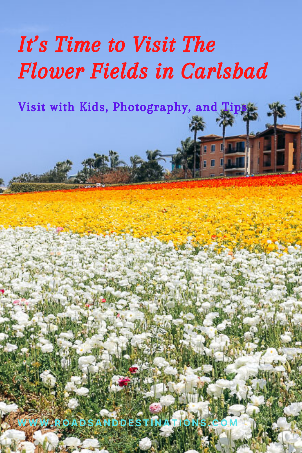 Visit Flower Fields in Carlsbad - Roads and Destinations