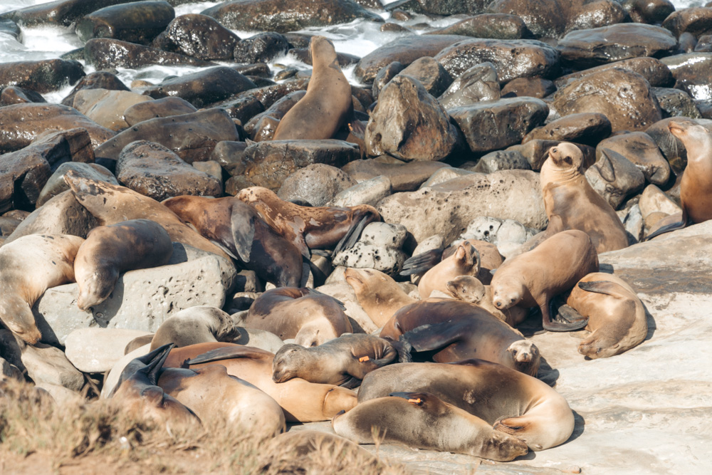Seals in La Jolla - Roads and Destinations