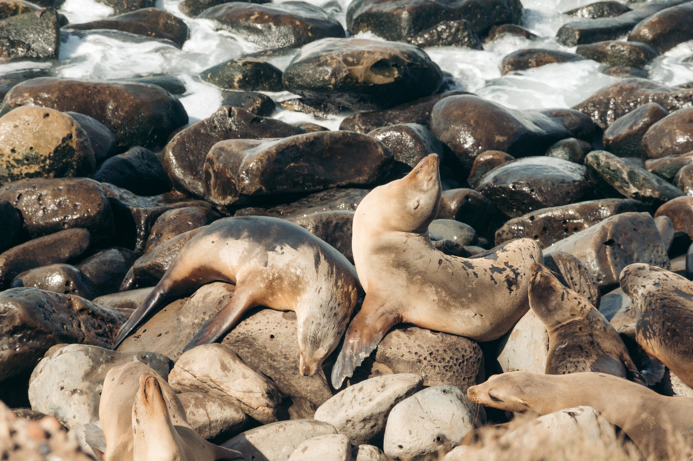 Seals and sea lions in La Jolla - Roads and Destinations