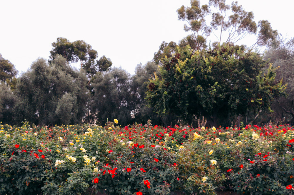 How to Visit Balboa Park. Directions, Tours, and Free Attractions - Roads and Destinations