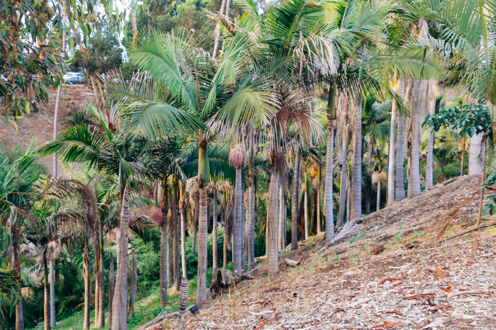 How to Visit Balboa Park. Directions, Tours, and Free Attractions - Roads and Destinations