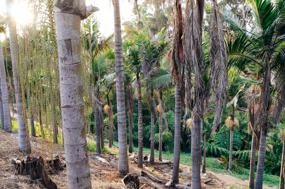 Things to Do in Balboa Park. Bucket List and Photography - Roads and Destinations