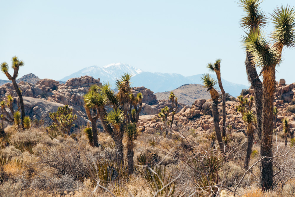 Visit Barker Dam in Joshua Tree - Roads and Destinations