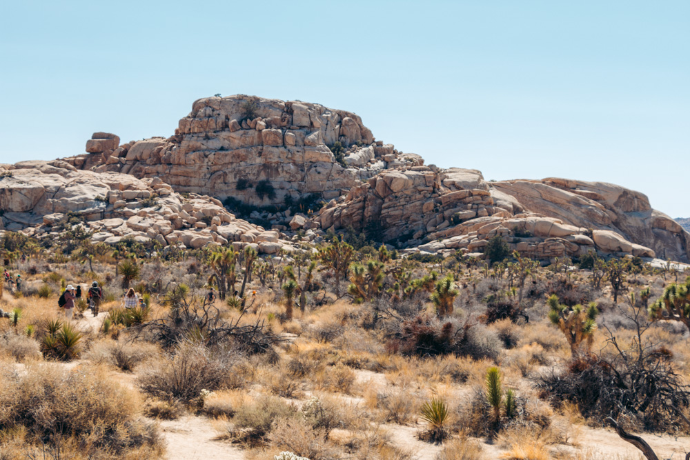 Joshua Tree - Roads and Destinations