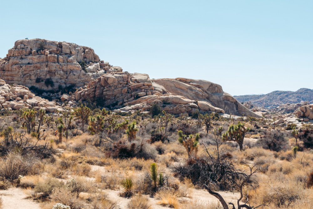 Joshua Tree National Park - Roads and Destinations