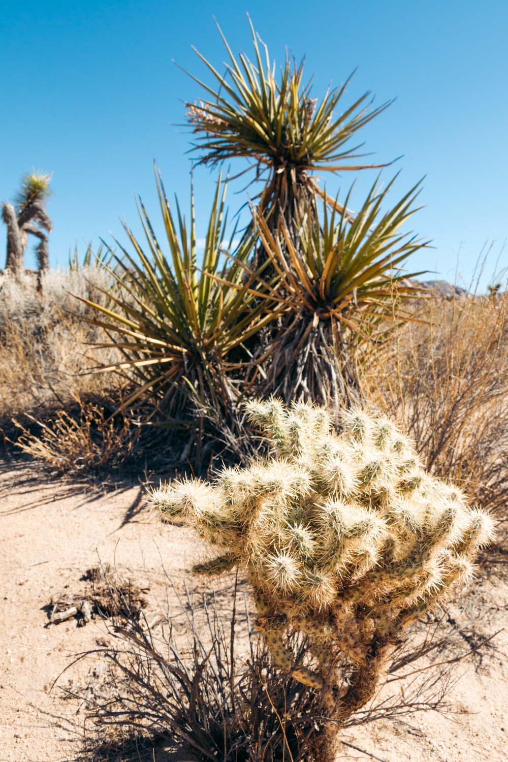 Visit Barker Dam in Joshua Tree - Roads and Destinations