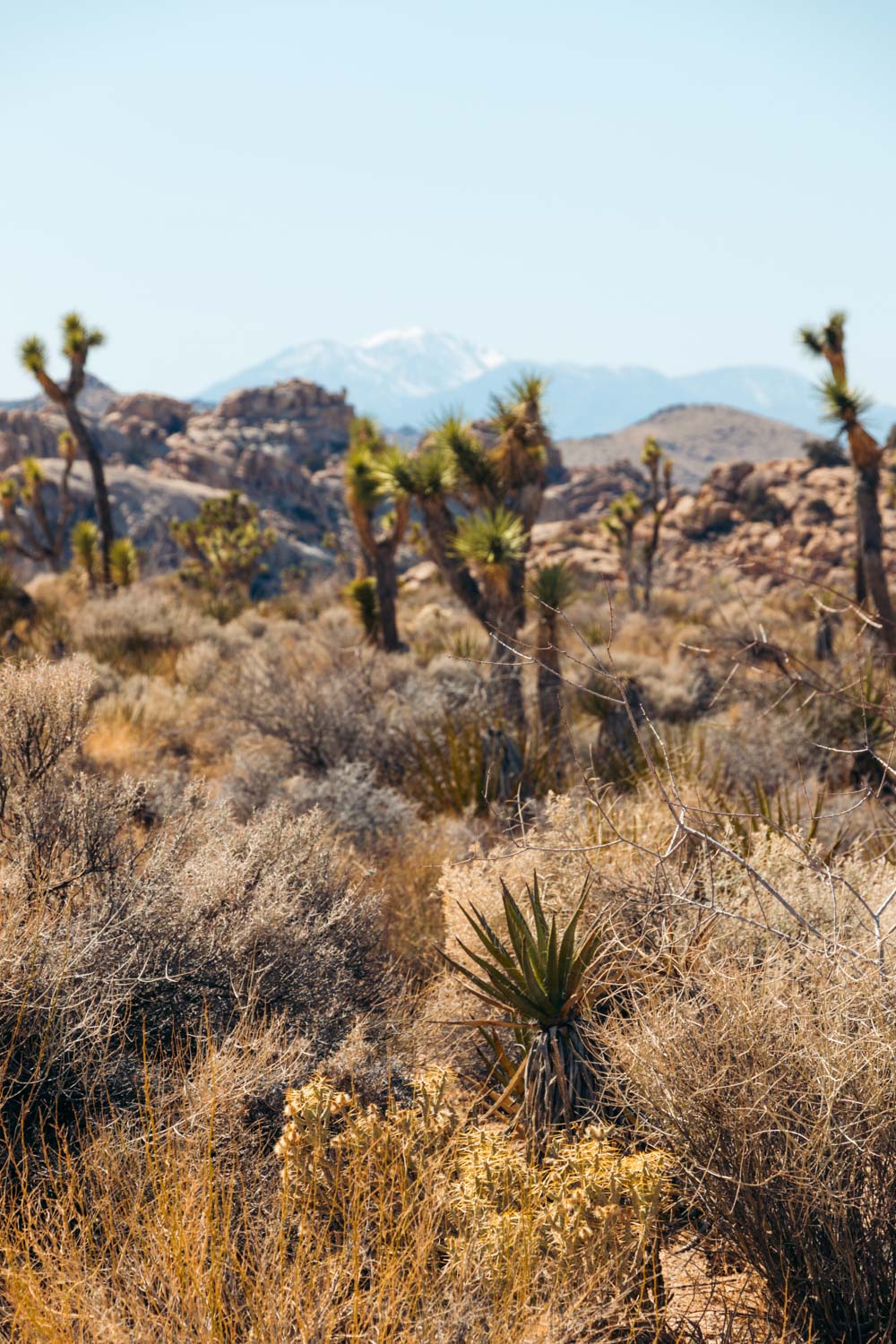 Visit Barker Dam in Joshua Tree - Roads and Destinations