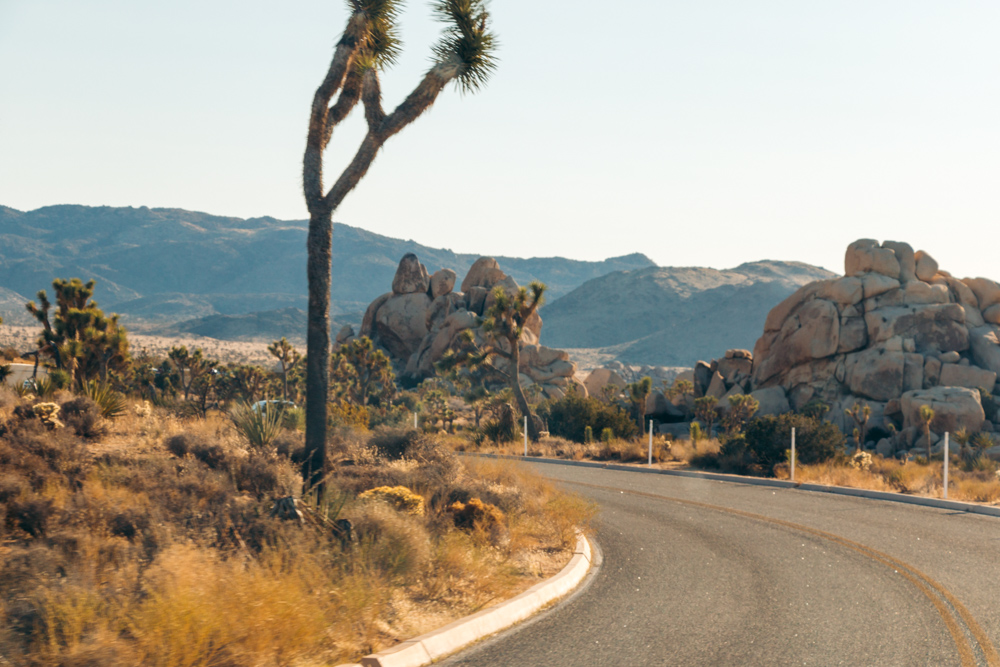 Visit Joshua Tree National Park. Top   Things to Do -  Roads and Destinations