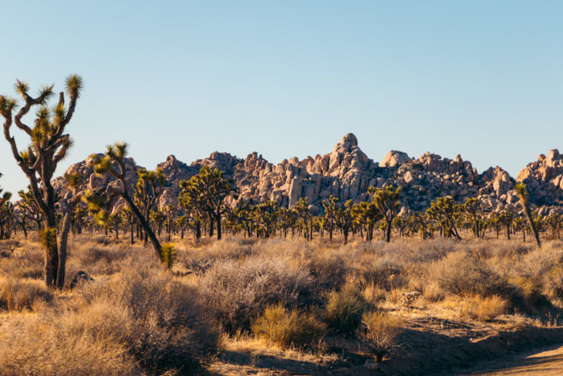 Top 10 Things to Do in Joshua Tree National Park - Roads and Destinations