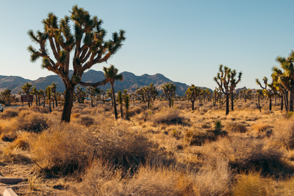 Visit Joshua Tree National Park. Top Things to Do -  Roads and Destinations