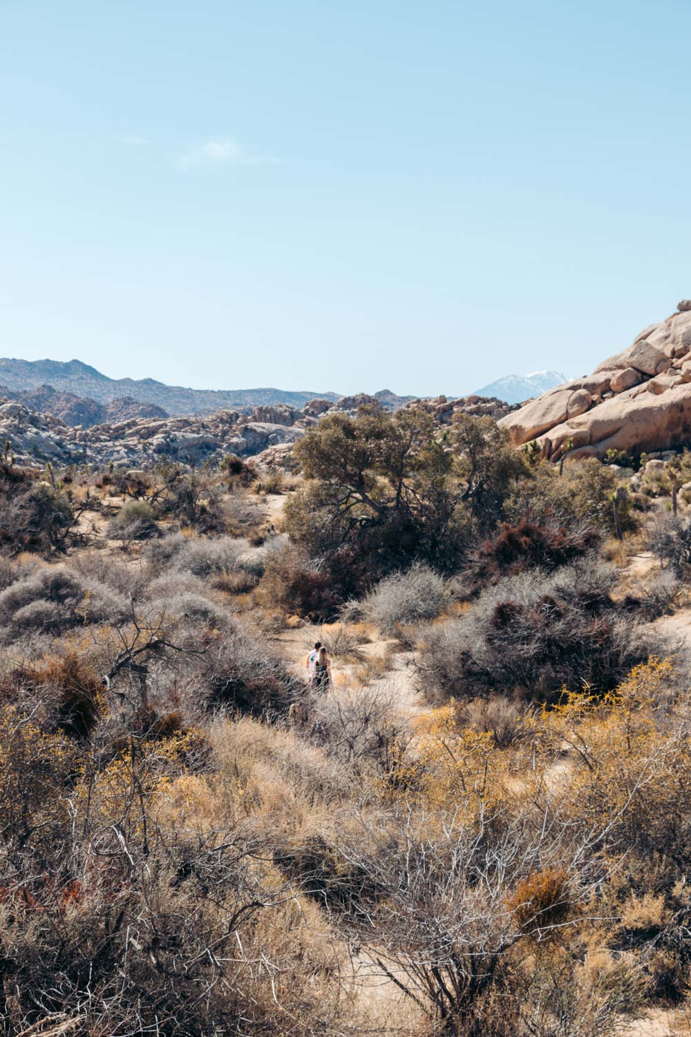 Visit Joshua Tree National Park. Top Things to Do - Roads and Destinations