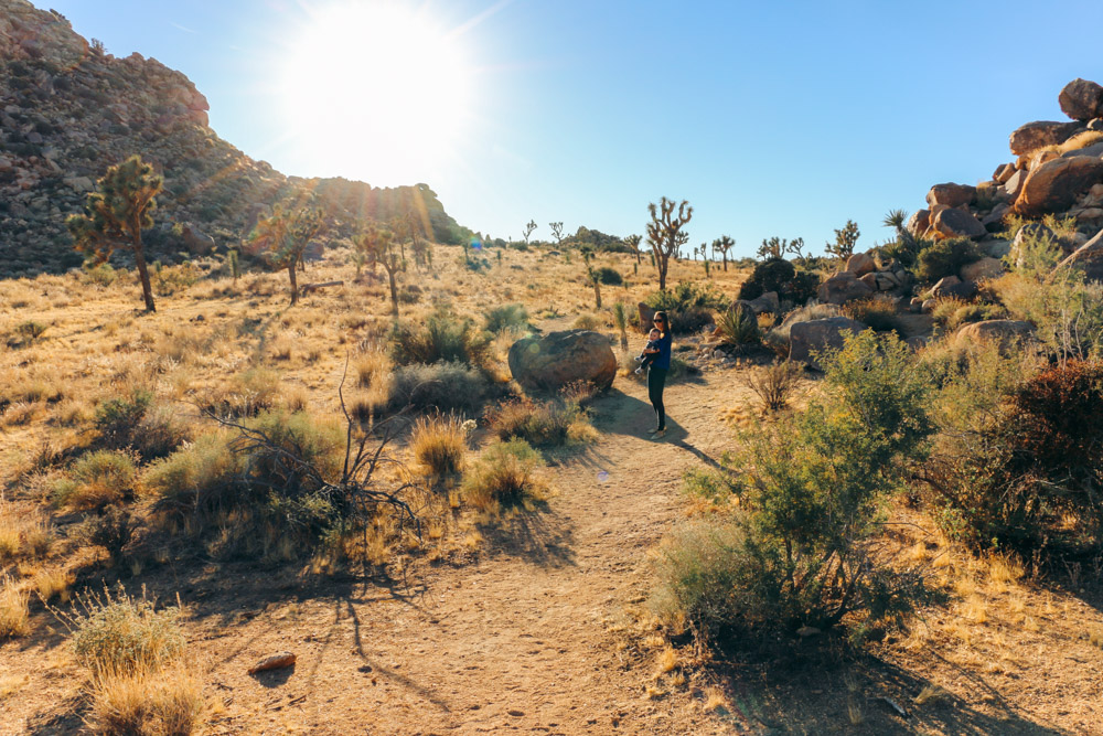 Things to know about Joshua Tree National Park - Roads and Destinations