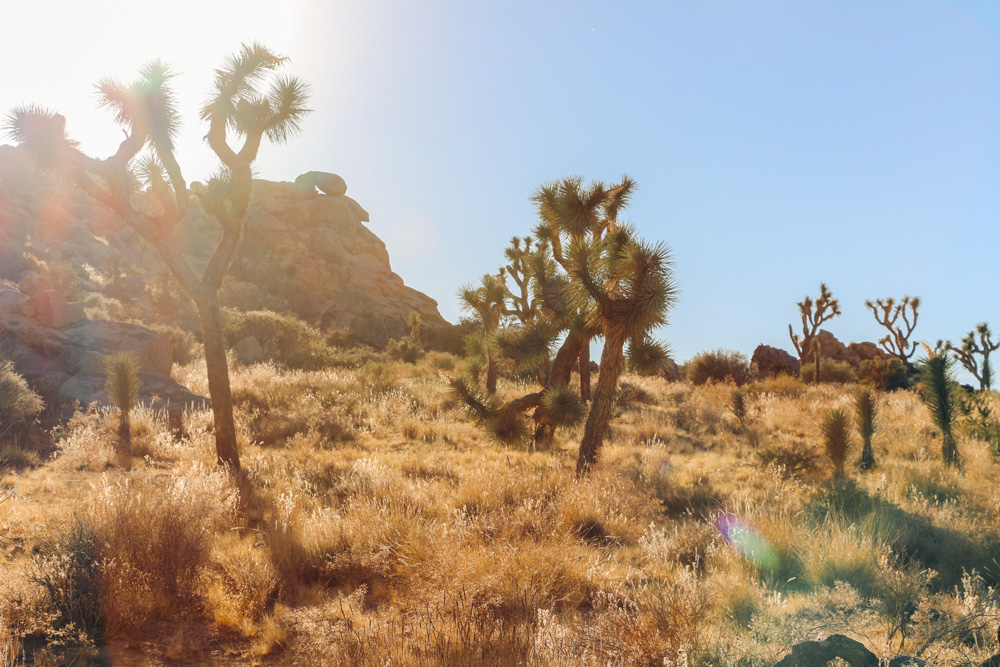 Joshua Tree Facts, American Southwest road trip - Roads and Destinations