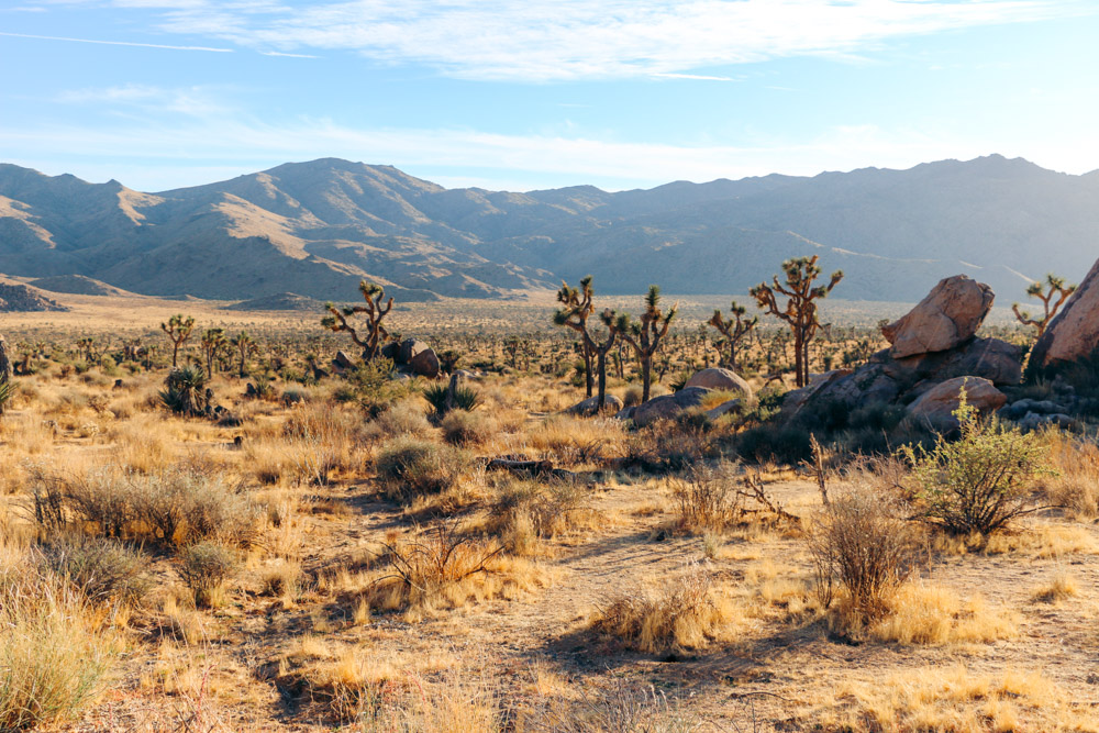 Things to know about Joshua Tree National Park - Roads and Destinations