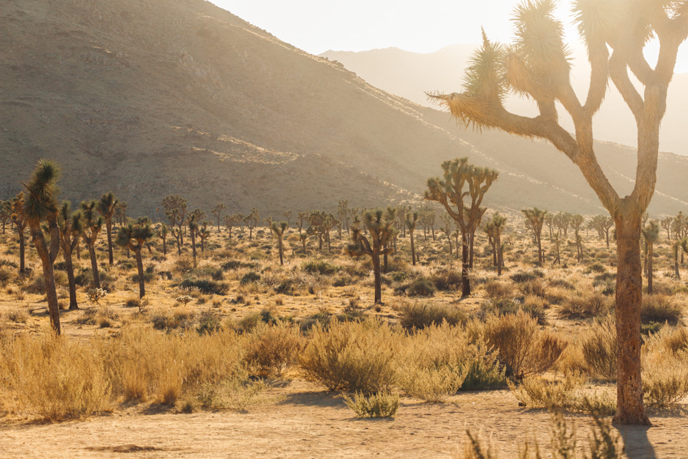  National Park, California - Roads and Destinations