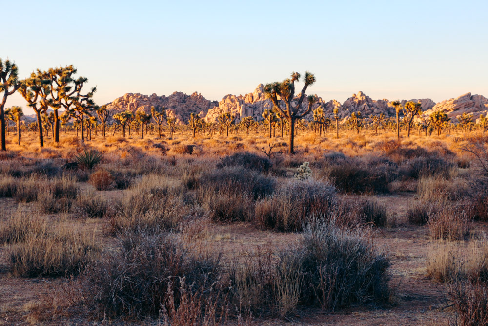 Things to know about Joshua Tree National Park - Roads and Destinations