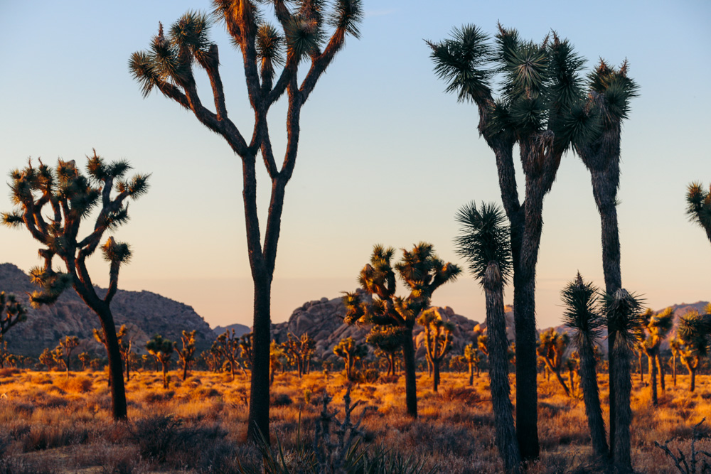 Things to know about Joshua Tree National Park: Documenting travel experiences - Roads and Destinations