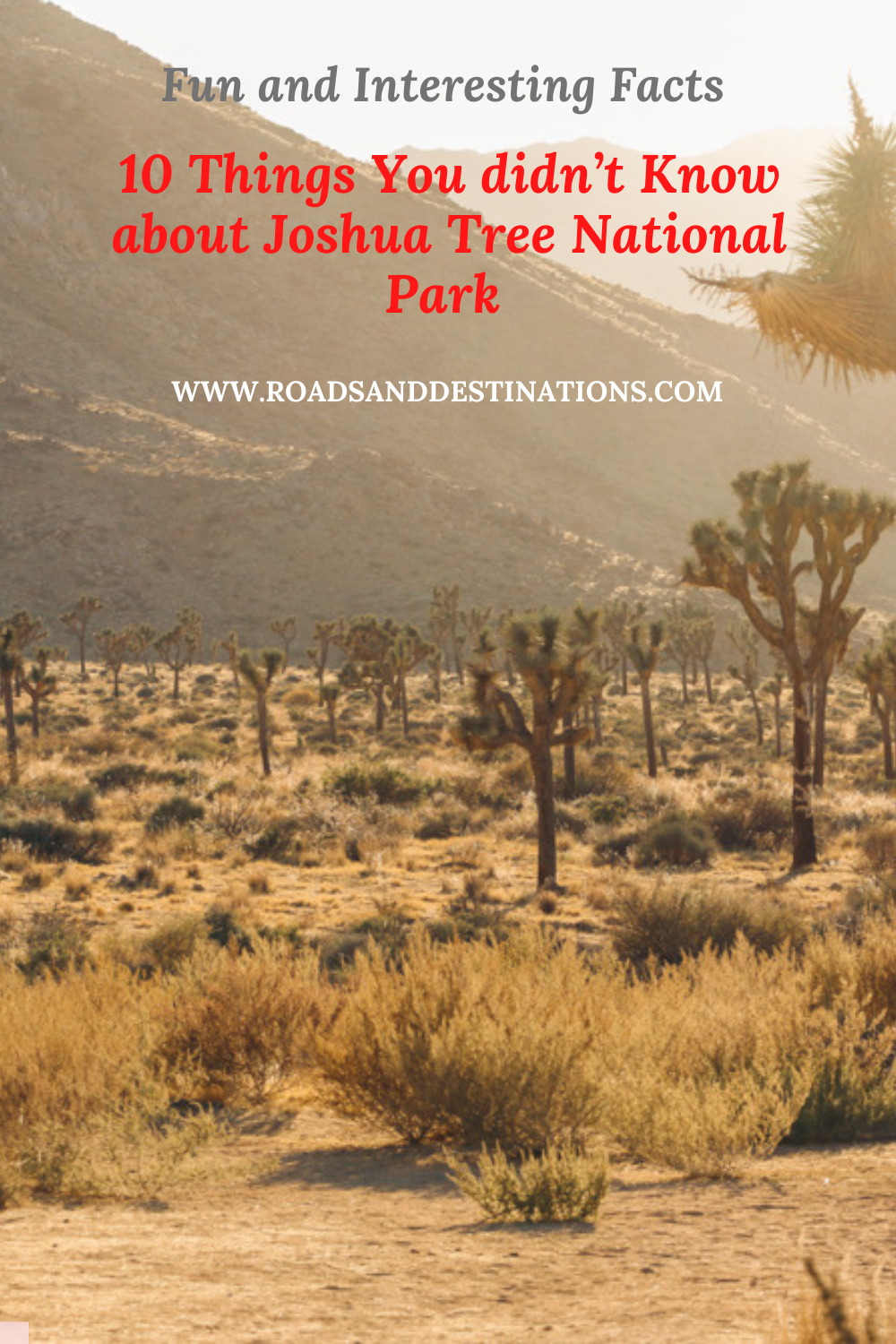 Things to know about Joshua Tree National Park - Roads and Destinations