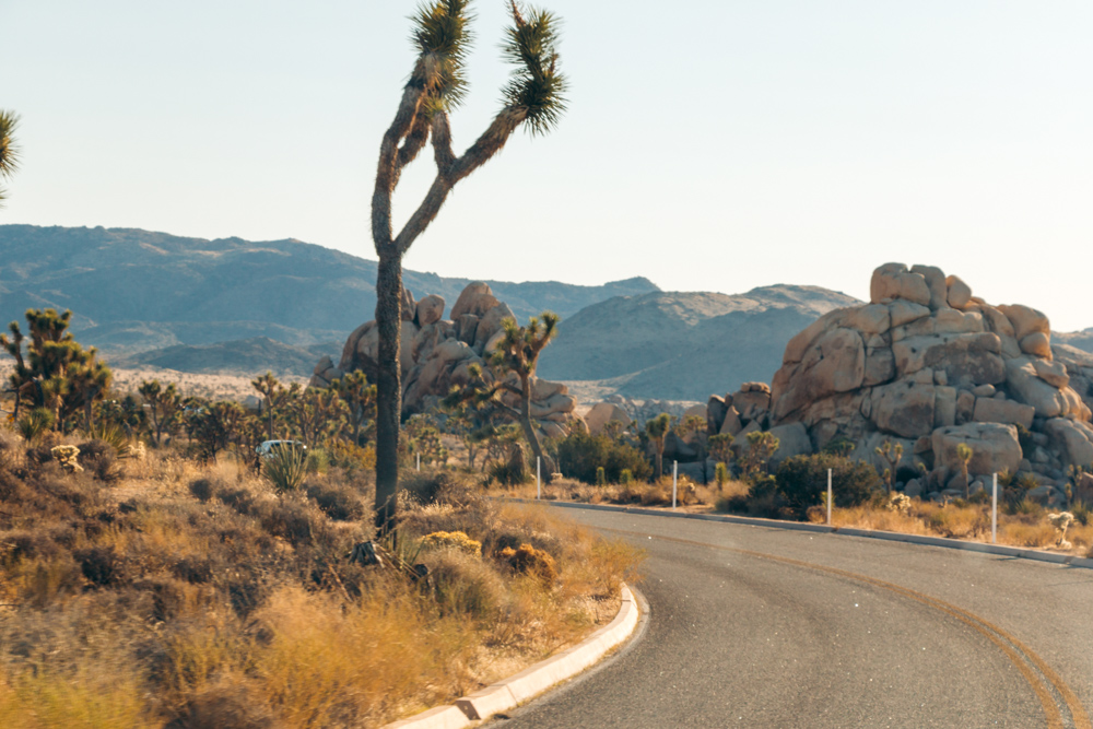 Weekend (1-2 Days) in Joshua Tree National Park - Roads and Destinations