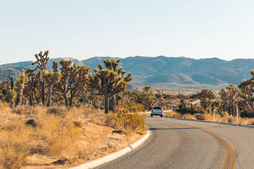 Weekend (1-2 Days) in Joshua Tree National Park - Roads and Destinations