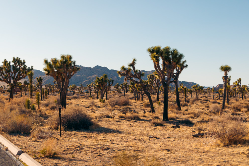 Weekend (1-2 Days) in Joshua Tree National Park - Roads and Destinations