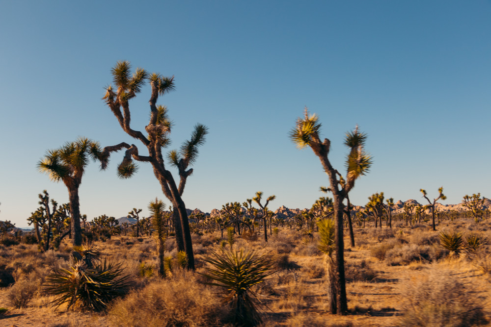 Where to Stay in Joshua Tree National Park - Roads and Destinations