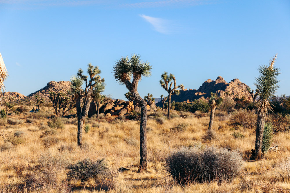 Joshua Tree National Park - Roads and Destinations