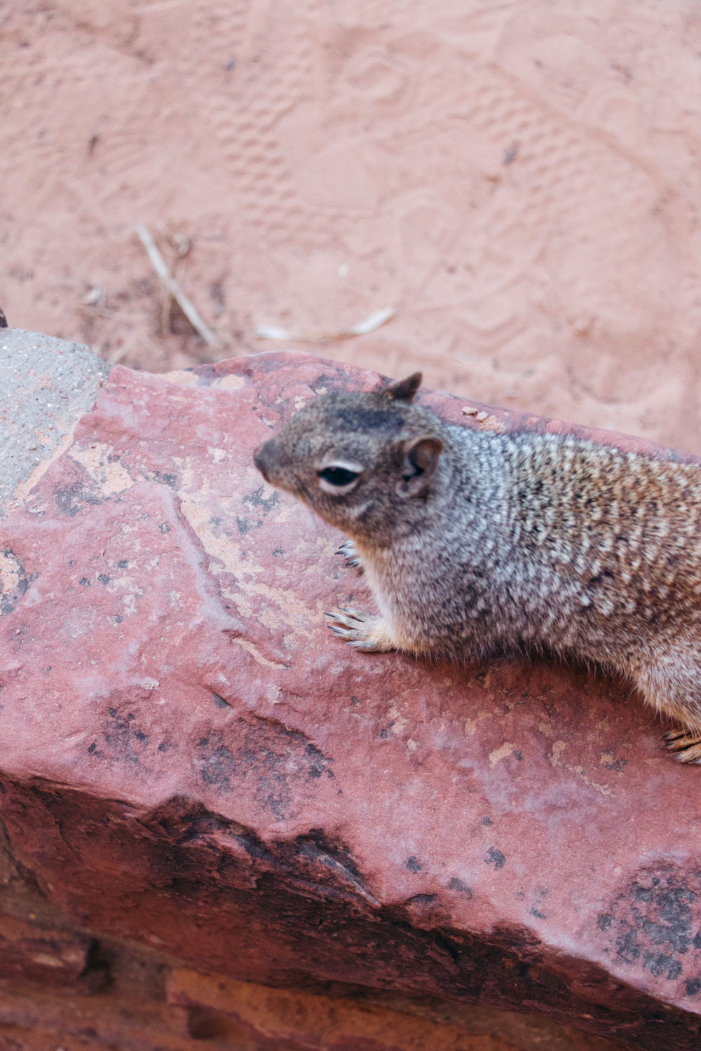 Zion Riverside Walk Trail hike - Roads and Destinations