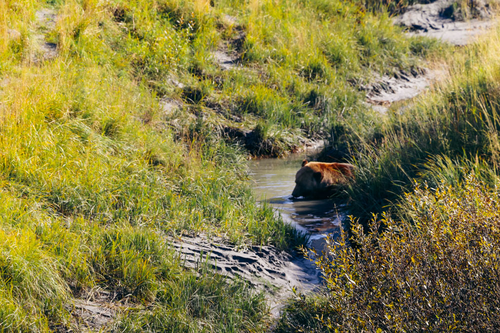 How to protect yourself from bears in the wild - Roads and Destinations