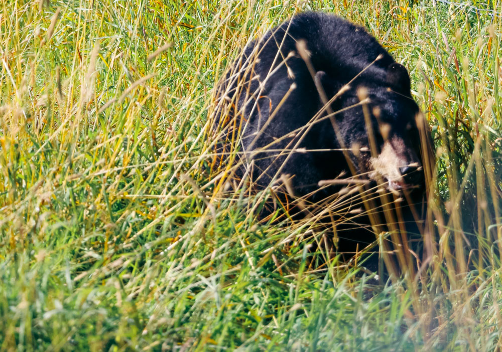 How to protect yourself from bears in the wild - Roads and Destinations