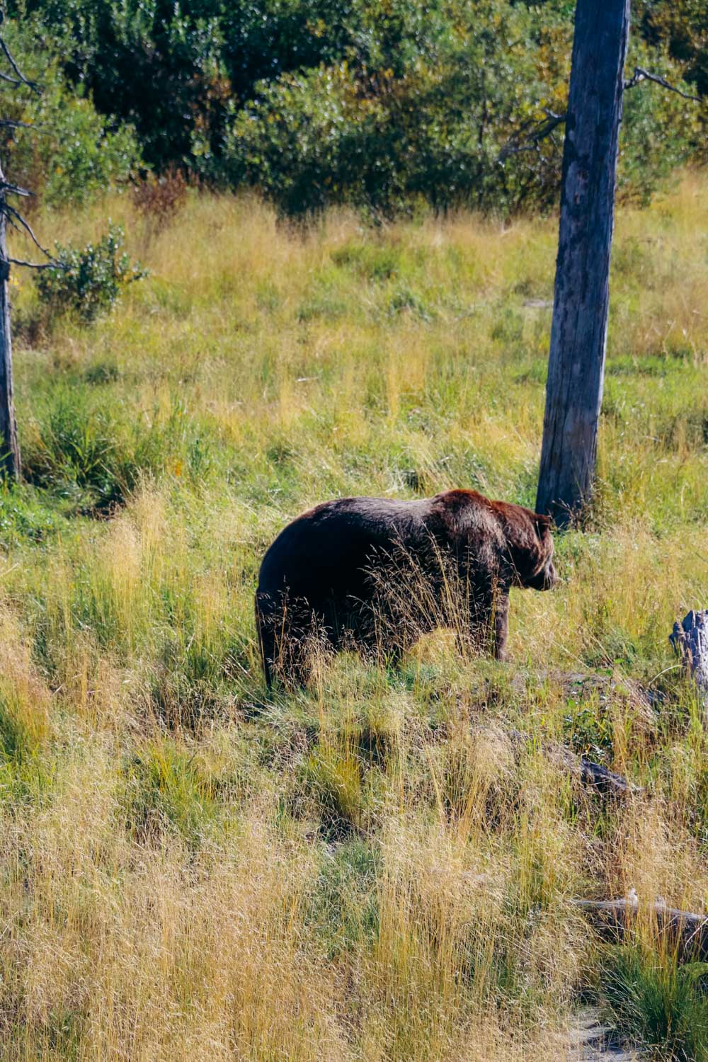 Bear safety in the wild - Roads and Destinations