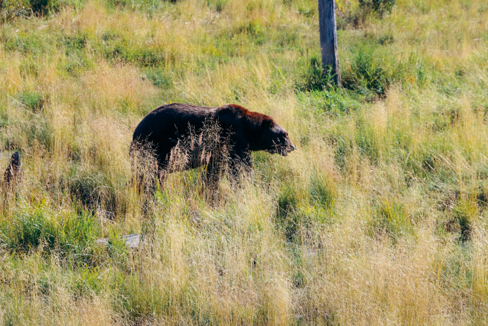 How to protect yourself from bears in the wild - Roads and Destinations