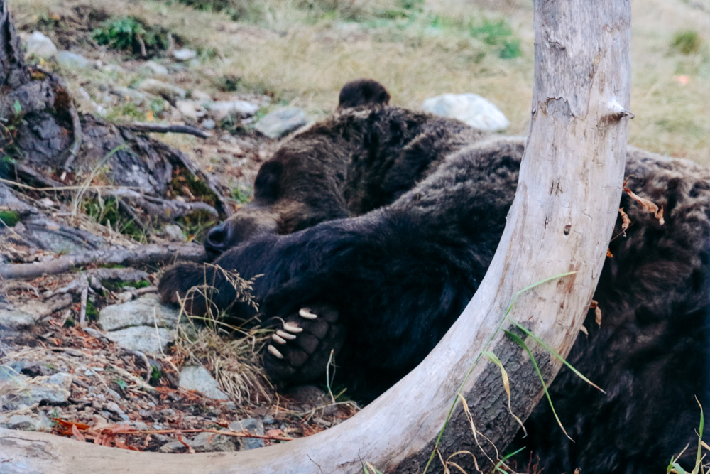 How to protect yourself from bears in the wild - Roads and Destinations